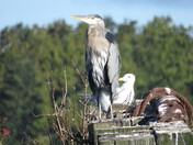 The Odd Couple