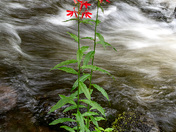 Lobelia cardinalis