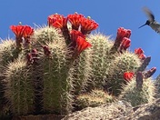Tonto National Forest