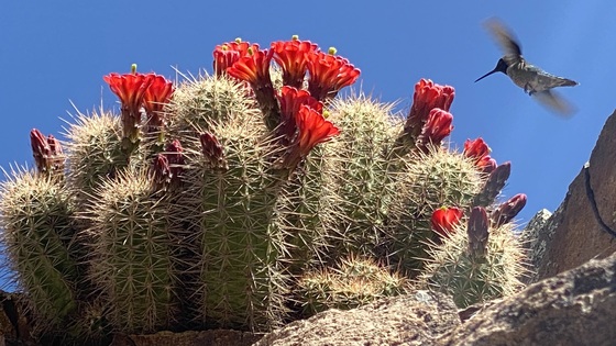 Tonto National Forest