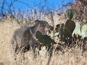 Tonto National Monument 