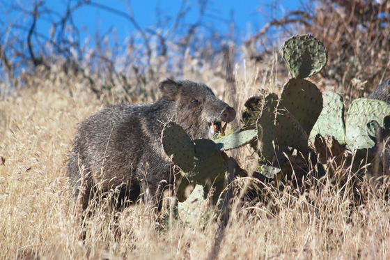 Tonto National Monument 