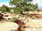Canyonlands National Park