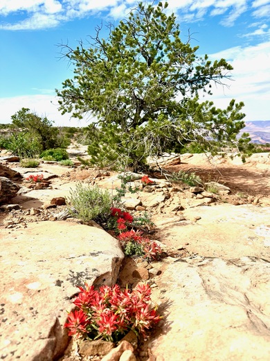 Canyonlands National Park