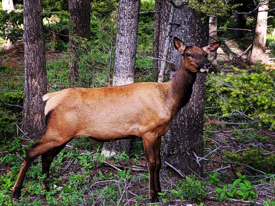 Yellowstone National Park