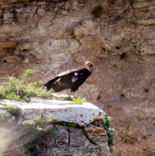 Grand Canyon National Park
