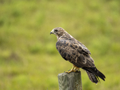 Hawkish Profile