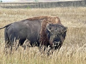 Badlands National Park