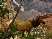 Grand Canyon National Park