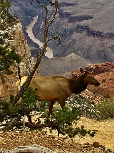 Grand Canyon National Park