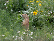Rocky Mountain Arsenal National Wildlife Refuge