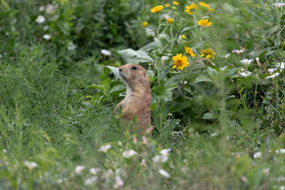 Rocky Mountain Arsenal National Wildlife Refuge