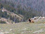 Rocky Mountain National Park