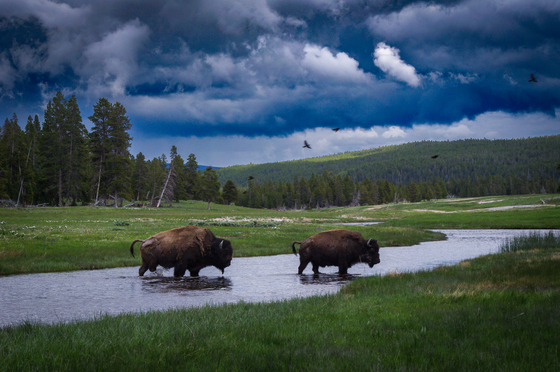 Yellowstone National Park