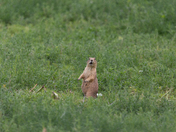 Rocky Mountain Arsenal National Wildlife Refuge