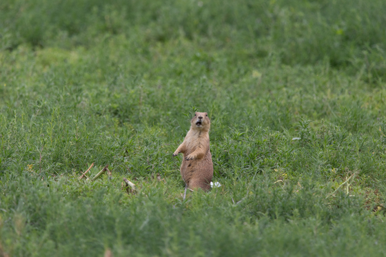 Rocky Mountain Arsenal National Wildlife Refuge