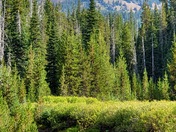 Deschutes National Forest