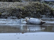 Coquille Point National Wildlife Refuge