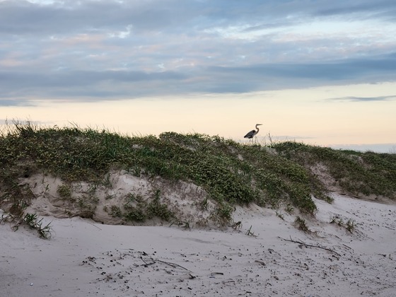 South Padre Island National seashore