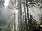 Redwood National Park