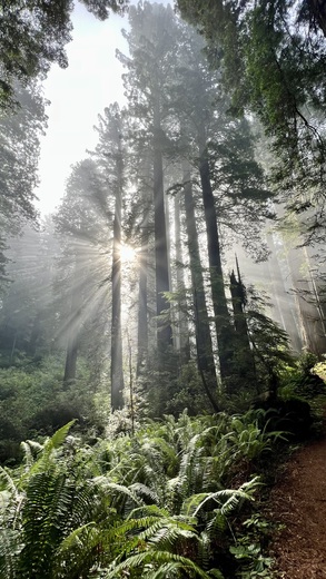 Redwood National Park