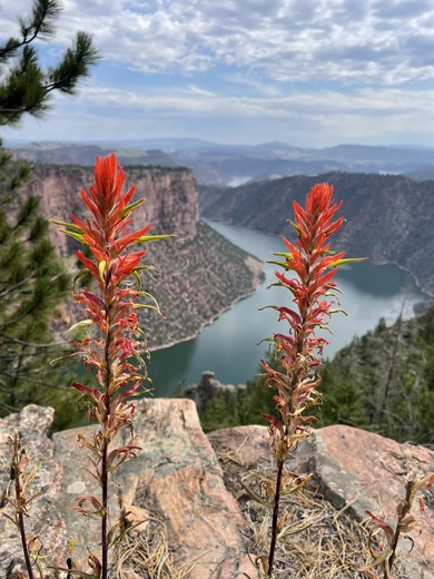 Ashley National Forest - Flaming Gorge