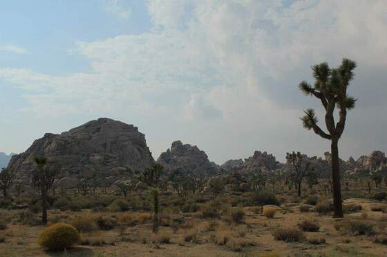 Joshua Tree National Park