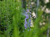 Hungry hummingbird 