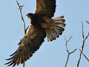 In flight 