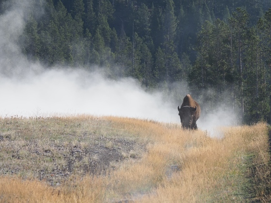 Yellowstone National Park