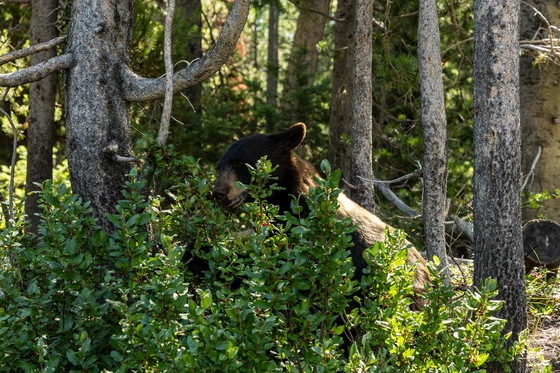 Grand Tetons National Park