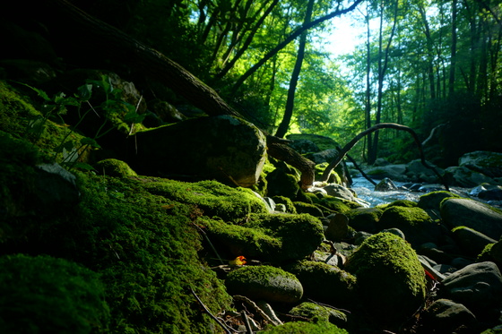 Great Smoky Mountains National Park
