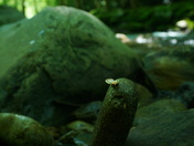 Smoky Mountains National Park