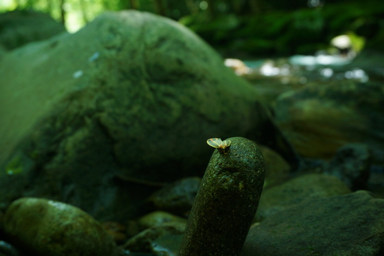 Smoky Mountains National Park