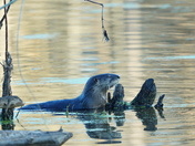 Pee Dee National Wildlife Refuge