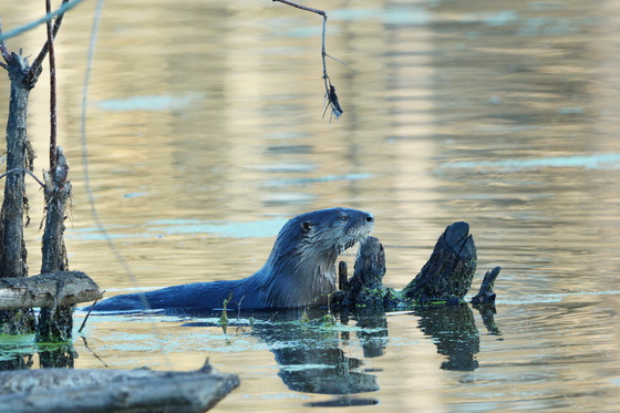 Pee Dee National Wildlife Refuge