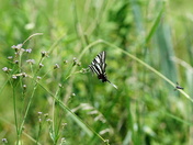 Pungo Unit