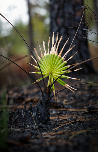 St. Marks National Wildlife Refuge