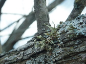 Pee Dee National Wildlife Refuge
