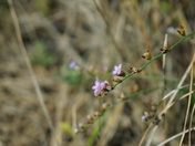 Croatan National Forest