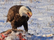 Bald Eagle Feeding