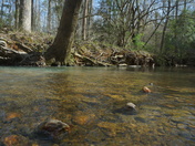 Uwharrie National forest