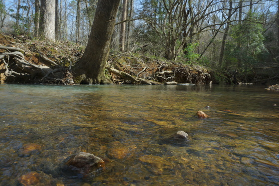 Uwharrie National forest