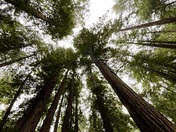 Muir Woods