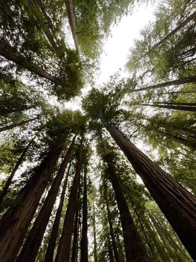 Muir Woods