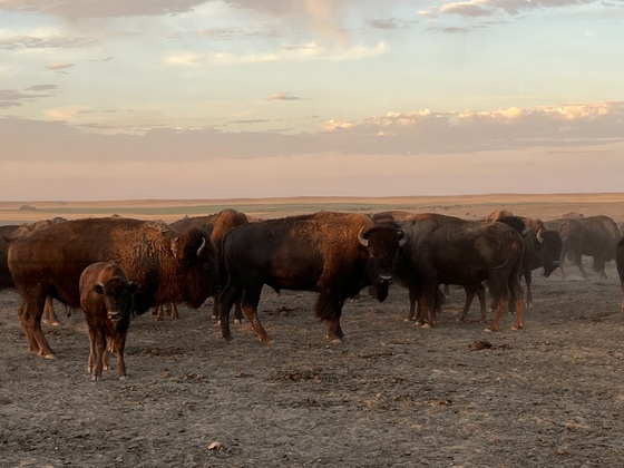 Badlands National Park 