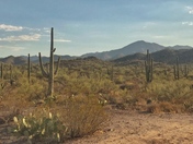 Saguaro National Park 