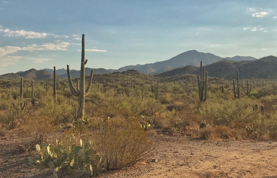Saguaro National Park 