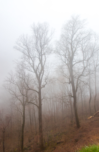 Great Smoky Mountain National Park 