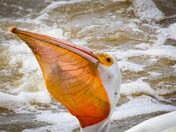 The Catch